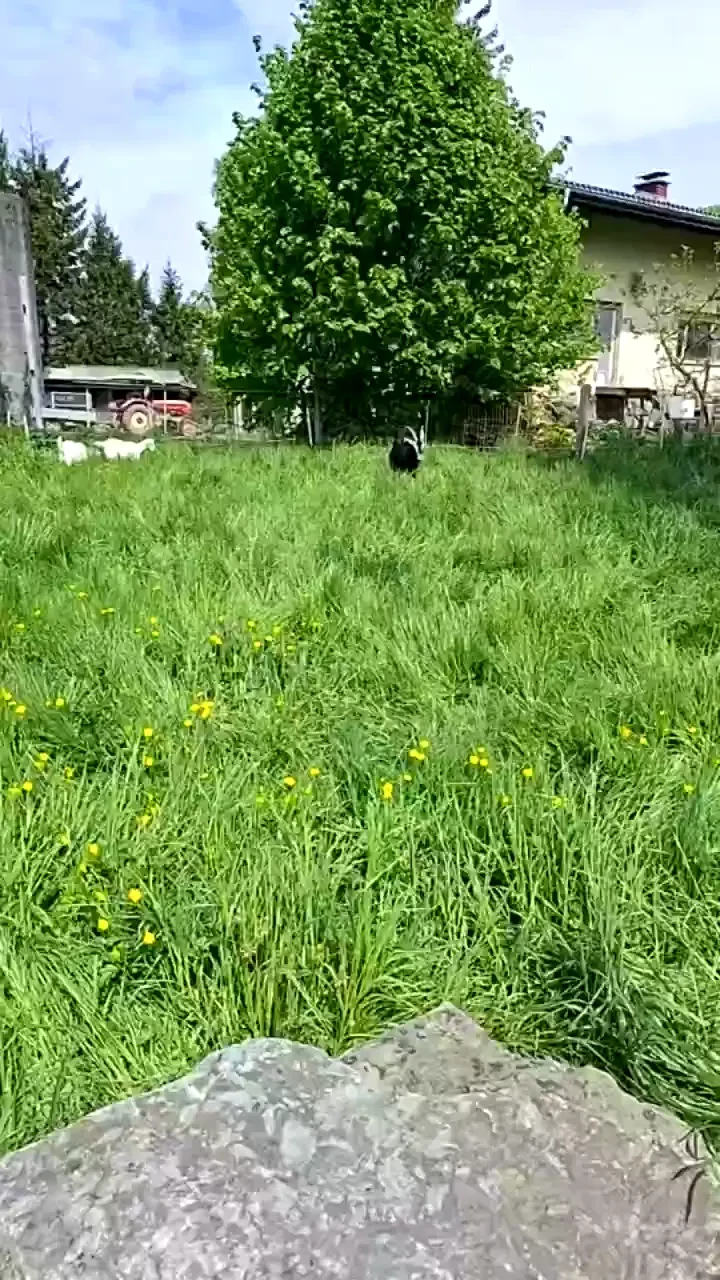 Stream started at 04 27 2025 01 01 pm entspannt den tag genie en 