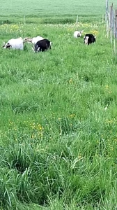 Raus mit der zickenbande part 3