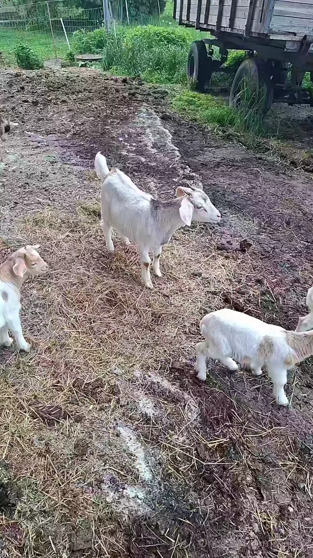 Raus mit der zickenbande 