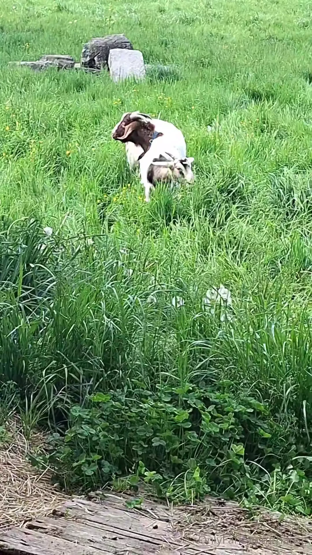 Raus mit der zickenbande part 2 