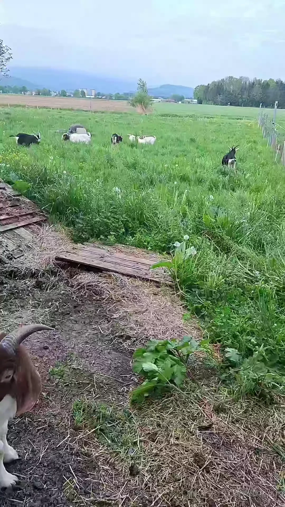 Raus mit der zickenbande part 1 