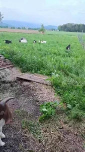 Raus mit der zickenbande part 1