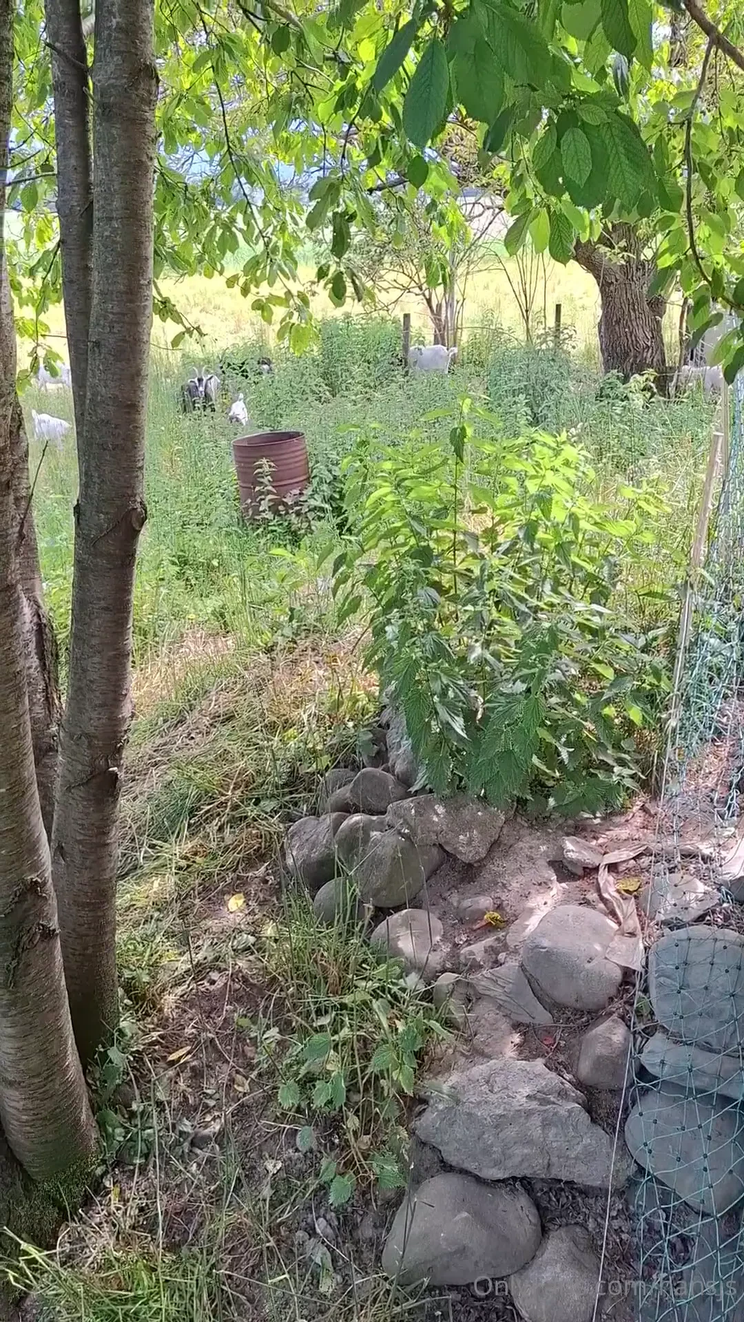 Die zickenbande part 1 