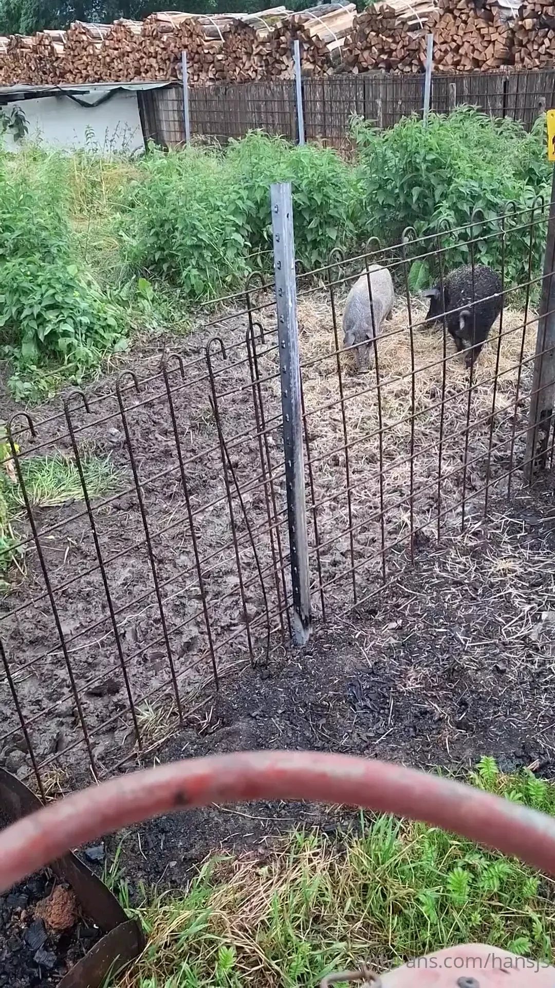 Mal die r sselbande f ttern 