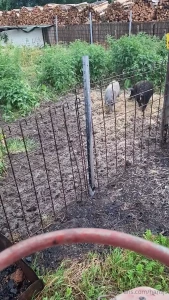 Mal die r sselbande f ttern