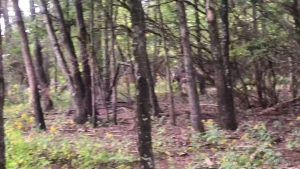 That s what i get for liking the woods way too much