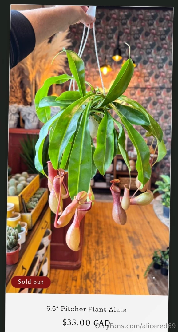 Me and my plants patiently waiting for pitcher plants to come back in 