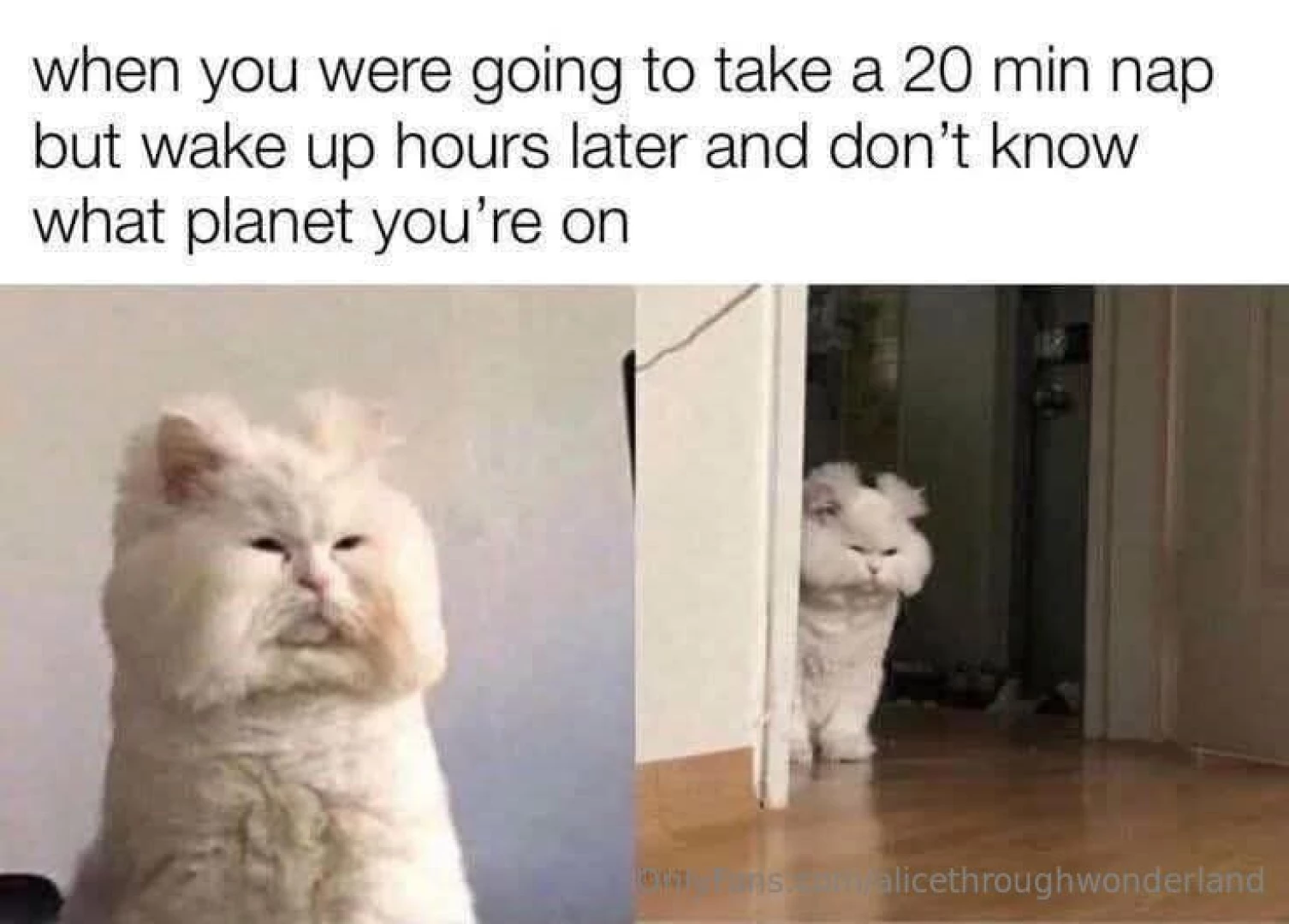 Last night and a meme dumpsite proceed with caution part 5 