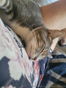 Good morning meet biggs guardian of my lap