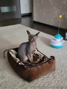 Heeeeey my kittens i have a cat named donut this fluffy alarm clock part 2