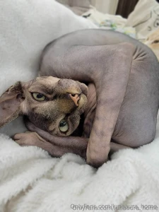 Heeeeey my kittens i have a cat named donut this fluffy alarm clock