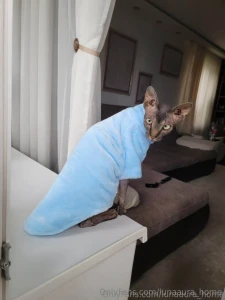 Heeeeey my kittens i have a cat named donut this fluffy alarm clock part 1