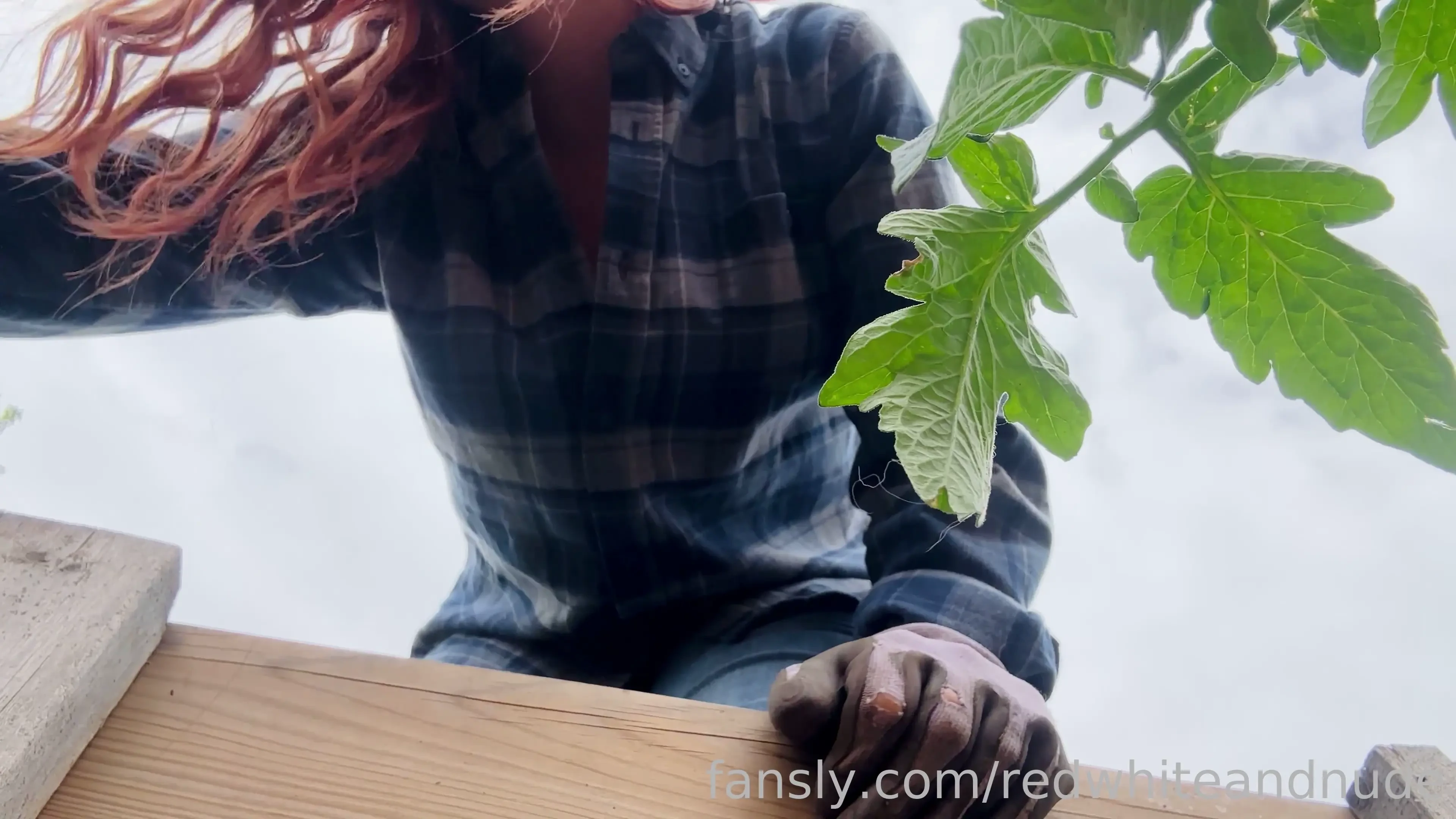 Pov you re my thirsty tomato plant i ve had tons of requests for more 