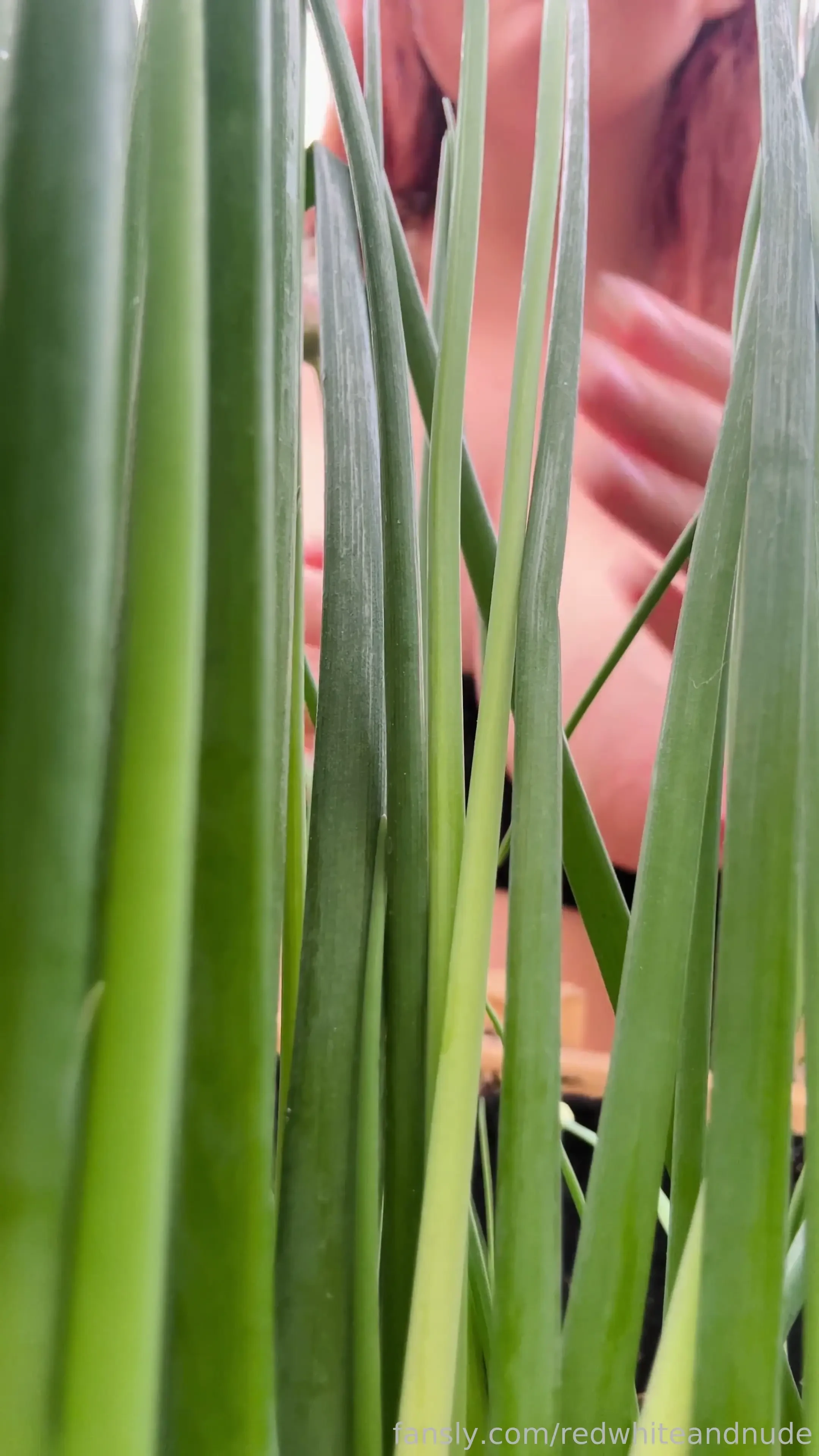 Hopefully the chives enjoyed their last view before getting snipped 