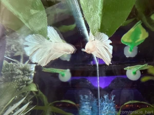 Enjoy my photos of my new fish his name is maui this fish is my last part 13