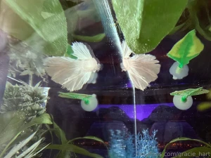 Enjoy my photos of my new fish his name is maui this fish is my last part 5