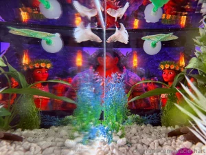 Enjoy my photos of my new fish his name is maui this fish is my last part 7