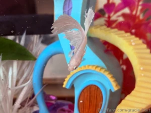 Enjoy my photos of my new fish his name is maui this fish is my last part 3