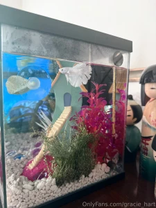 Enjoy my photos of my new fish his name is maui this fish is my last part 10