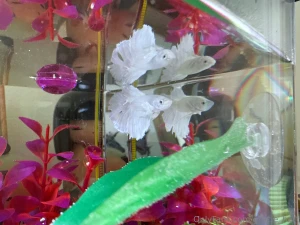 Enjoy my photos of my new fish his name is maui this fish is my last part 9