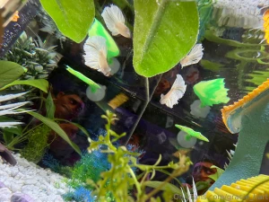 Enjoy my photos of my new fish his name is maui this fish is my last part 12