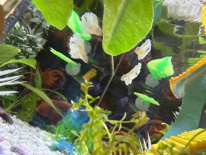 Enjoy my photos of my new fish his name is maui this fish is my last part 16