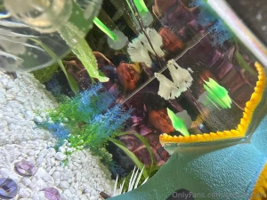 Enjoy my photos of my new fish his name is maui this fish is my last part 1