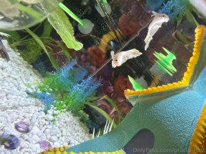 Enjoy my photos of my new fish his name is maui this fish is my last