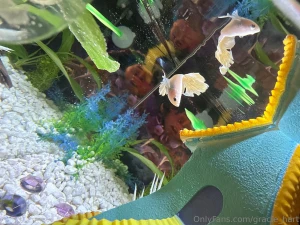 Enjoy my photos of my new fish his name is maui this fish is my last part 6