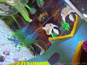 Enjoy my photos of my new fish his name is maui this fish is my last part 11