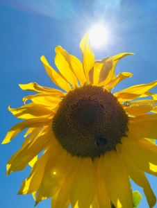 I ve been a bit sad so went out today this week is due to be hot so i part 2