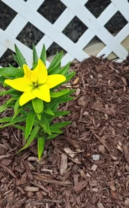 Showing you my plants