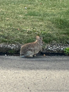 How did your morning go i was graced with this little fella
