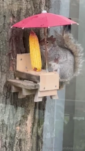 Who likes squirrels i put the corn out for him and he sat on his