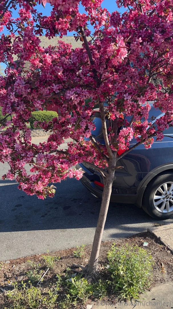 Theme pink and boobs did you notice the cum on my tits do you like it part 2 