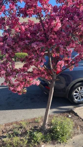 Theme pink and boobs did you notice the cum on my tits do you like it part 2