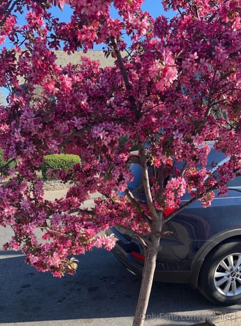 Theme pink and boobs did you notice the cum on my tits do you like it part 3 