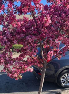 Theme pink and boobs did you notice the cum on my tits do you like it part 3