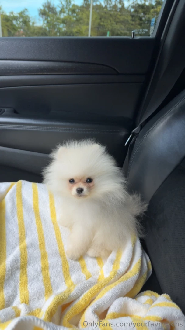 I literally have the cutest puppy ever 