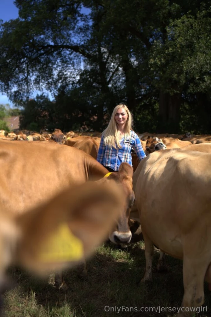 A literal sea of cows 