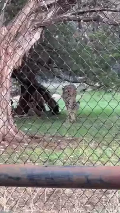Y all voted yes to animals so here i give you animalsssssss they re so part 1 