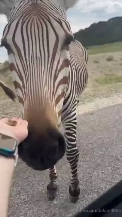 Y all voted yes to animals so here i give you animalsssssss they re so part 2 