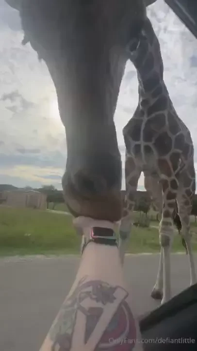 Y all voted yes to animals so here i give you animalsssssss they re so 