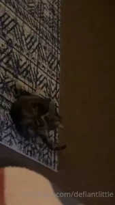 Enjoy this video of trixie being tidy she s the only reason i m