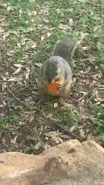 Omg the cutest thing ever happened today i got to feed squirrels they 