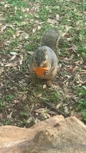 Omg the cutest thing ever happened today i got to feed squirrels they