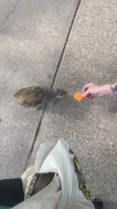 Omg the cutest thing ever happened today i got to feed squirrels they part 1