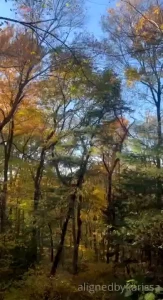 Beautiful cabin i stayed in during my trip being surrounded by the