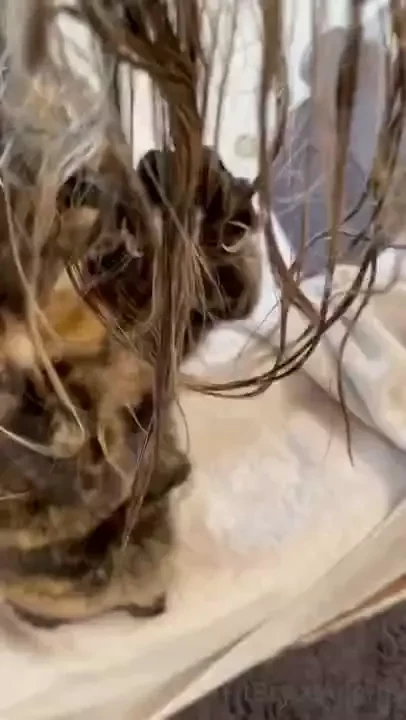 Bean helps me get ready for the day 