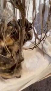 Bean helps me get ready for the day